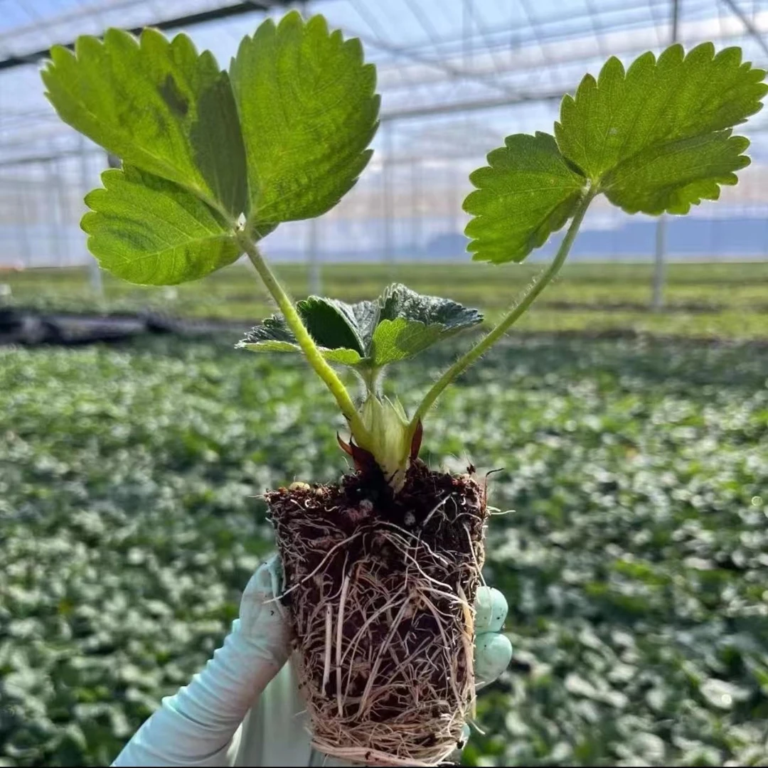 四季结果草莓苗奶油草莓种苗盆栽地栽精品四季结果YC4