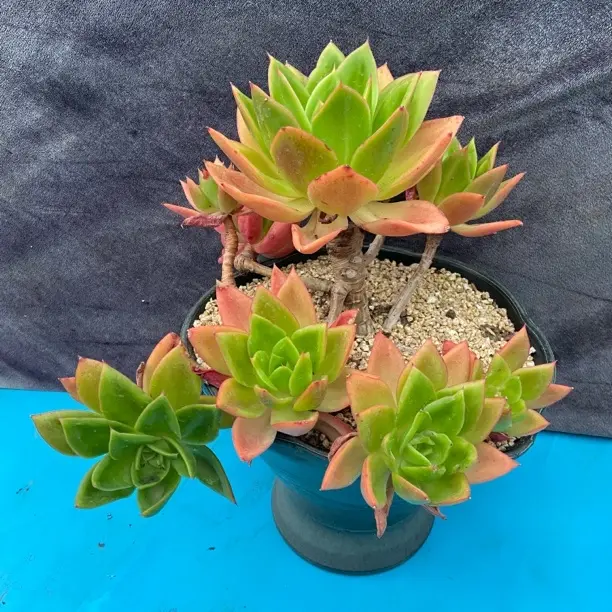 新手好养的老桩腾云室内外均可种植的精品多肉“裸根发货”