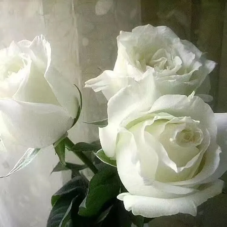 云南玫瑰花老桩花苗切花玫瑰大花浓香四季开花室内外盆栽地栽月季