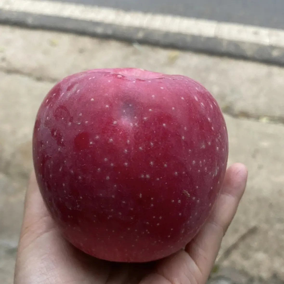 秦安红富士瑕疵果又名冰雹果口感跟正常果无异，自已吃性价比更高