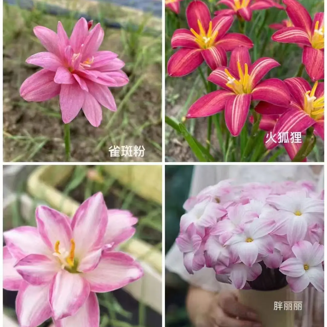 重瓣风雨兰种球四季易活耐高温室内外花卉盆栽好养