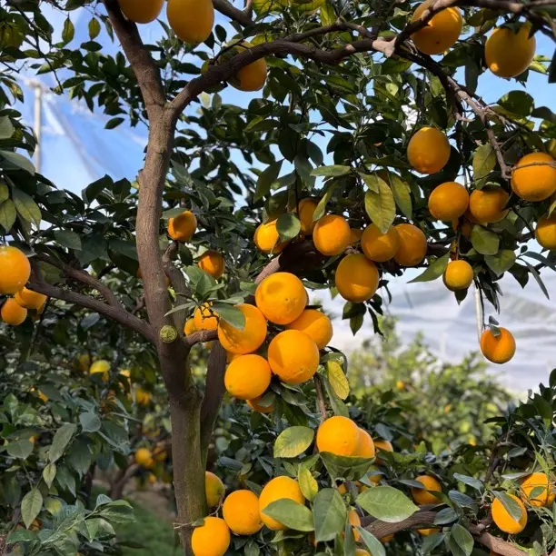 正宗赣南脐橙真实花皮果瑕疵果香甜爆汁当季水果果园直发