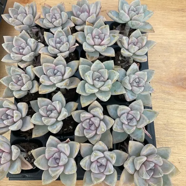 皮实好养的多肉植物彼岸花多肉盆栽适合新手室内盆栽养殖摇钱树