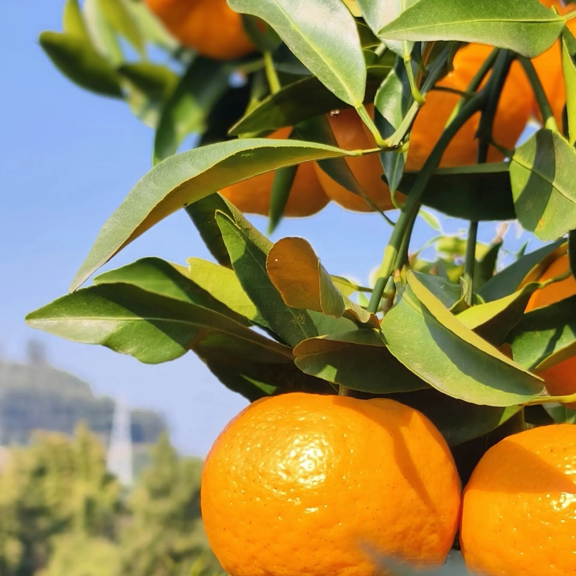 正宗四川耙耙柑新鲜现摘皮薄肉厚多汁香甜水果