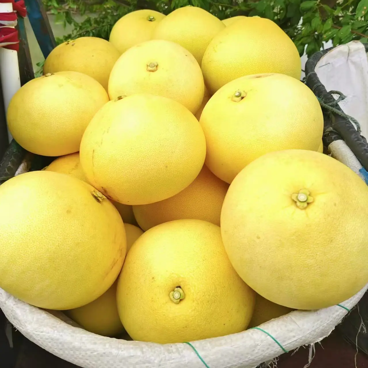 正宗玉环【老树文旦柚】新鲜台州白心蜜柚产地直发孕妇水果爆汁香甜