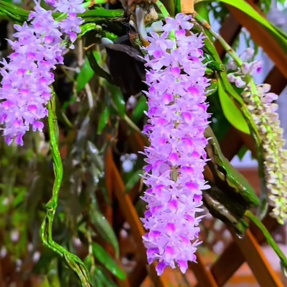 狐尾兰石斛兰花卉室内绿植蝴蝶兰兰花石斛兰石斛兰花大盆发货盆栽