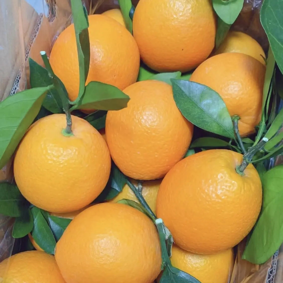 正宗湖南麻阳脐橙现摘新鲜水果产地直发酸甜多汁细腻化渣