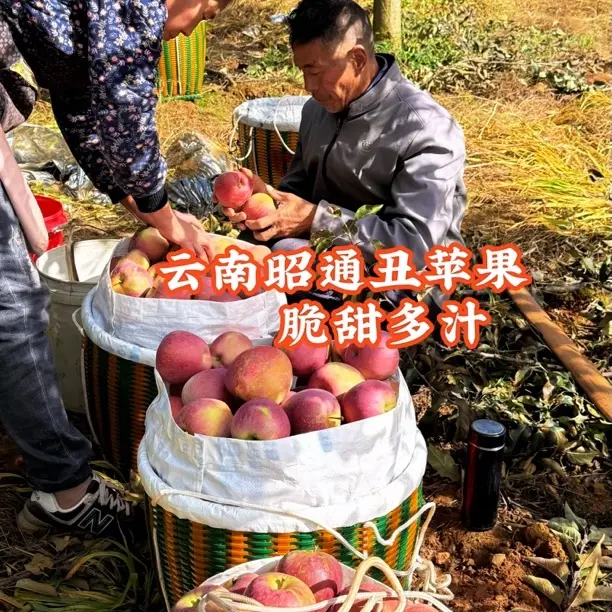 云南昭通丑苹果冰糖心高山种植老树果脆甜多汁新鲜现摘现发