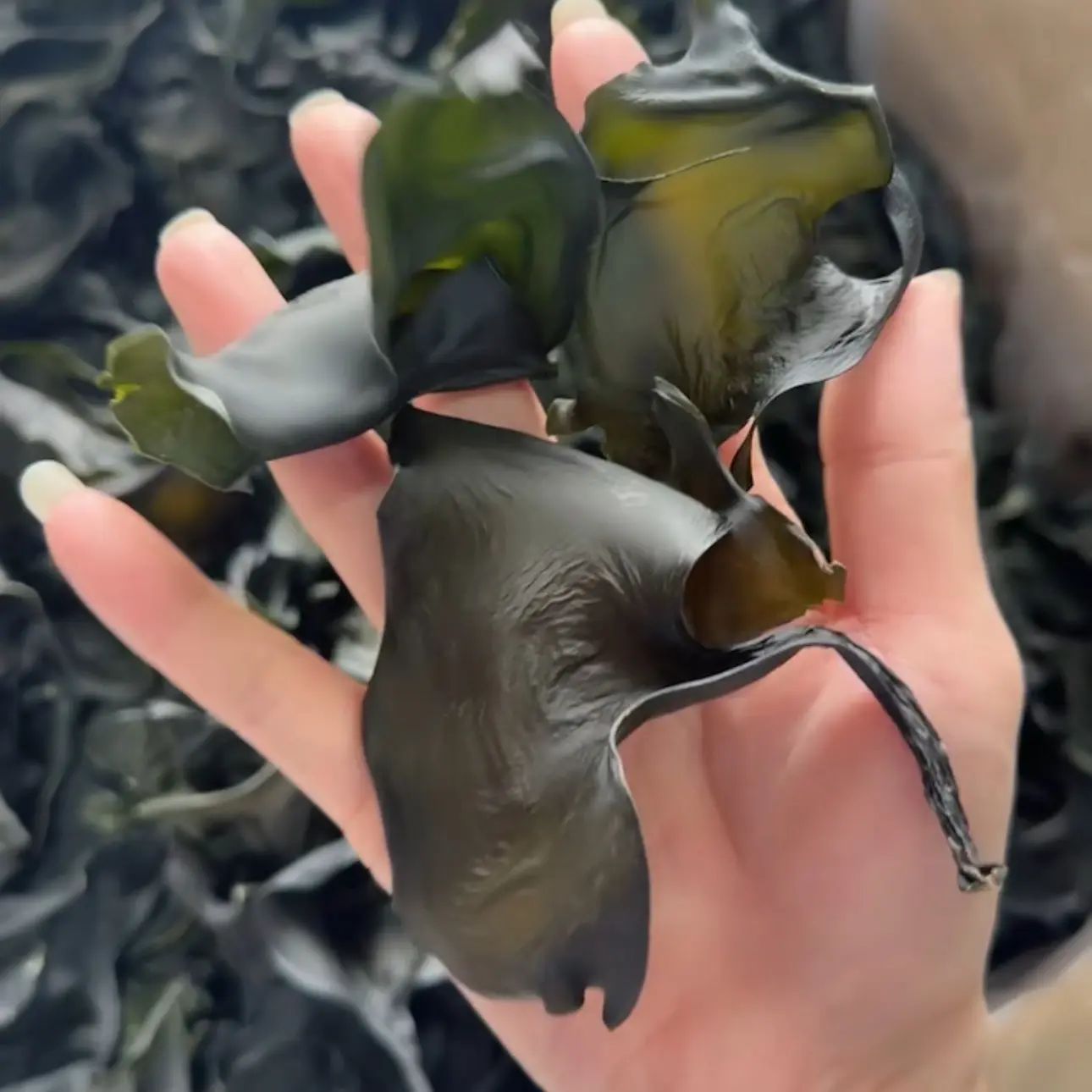 烘干海带头厚实无沙干净营养可用于火锅麻辣烫凉拌食材