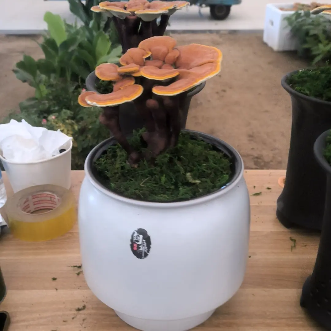 灵芝盆景活体灵芝花四季观赏懒人植物简单好养