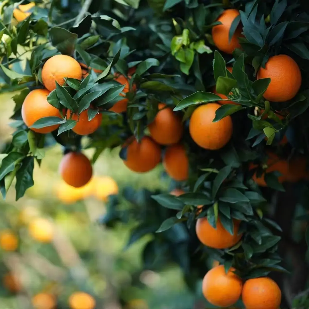 大果5斤装 奉节脐橙果园直发