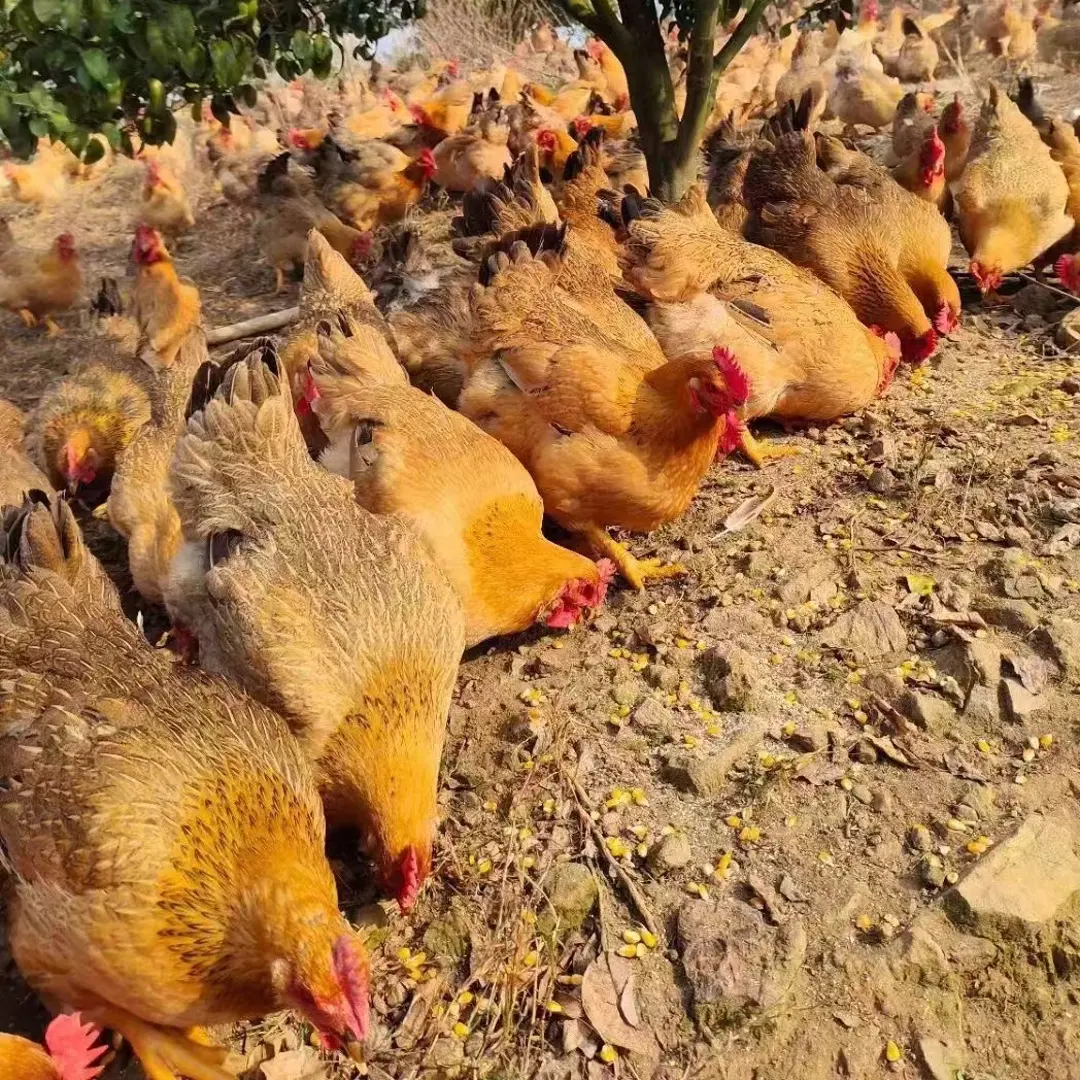 跑山清远大麻鸡玉米喂养现宰现发顺丰正宗土鸡 包冰率不含冰