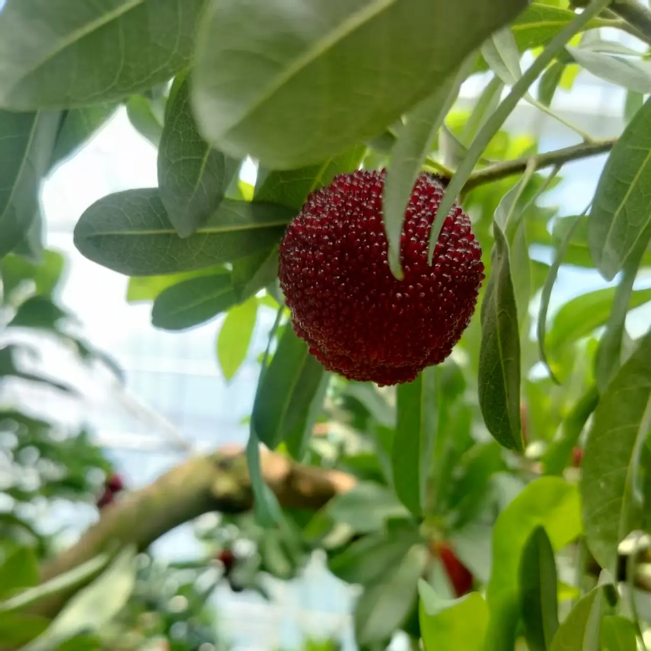 盆栽庭院地栽造型树果苗植物杨梅树苗一物降一物拍果树苗水果树苗