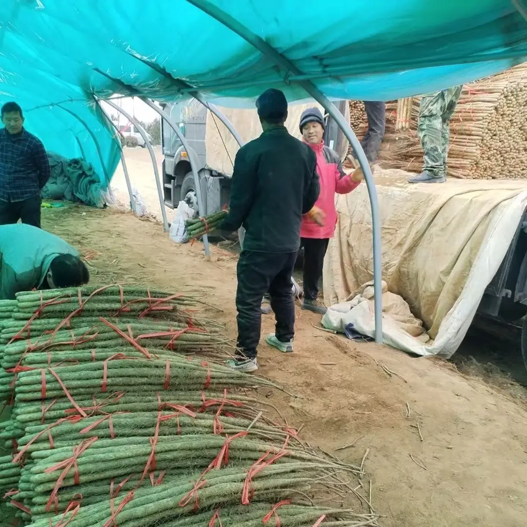 新鲜铁棍山药垆土铁棍山药粉糯香甜营养高60-80厘米天花板品质