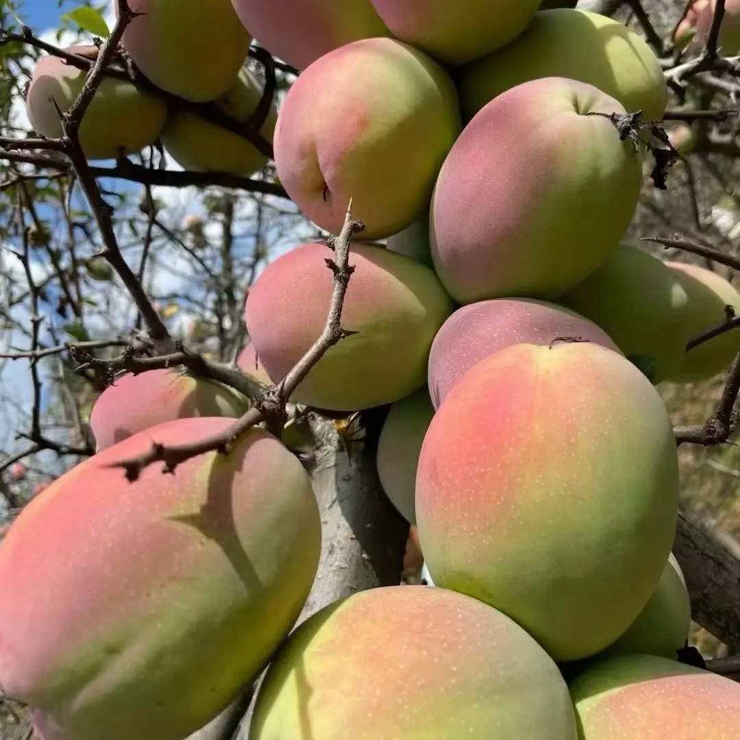 高山大理酸木瓜…