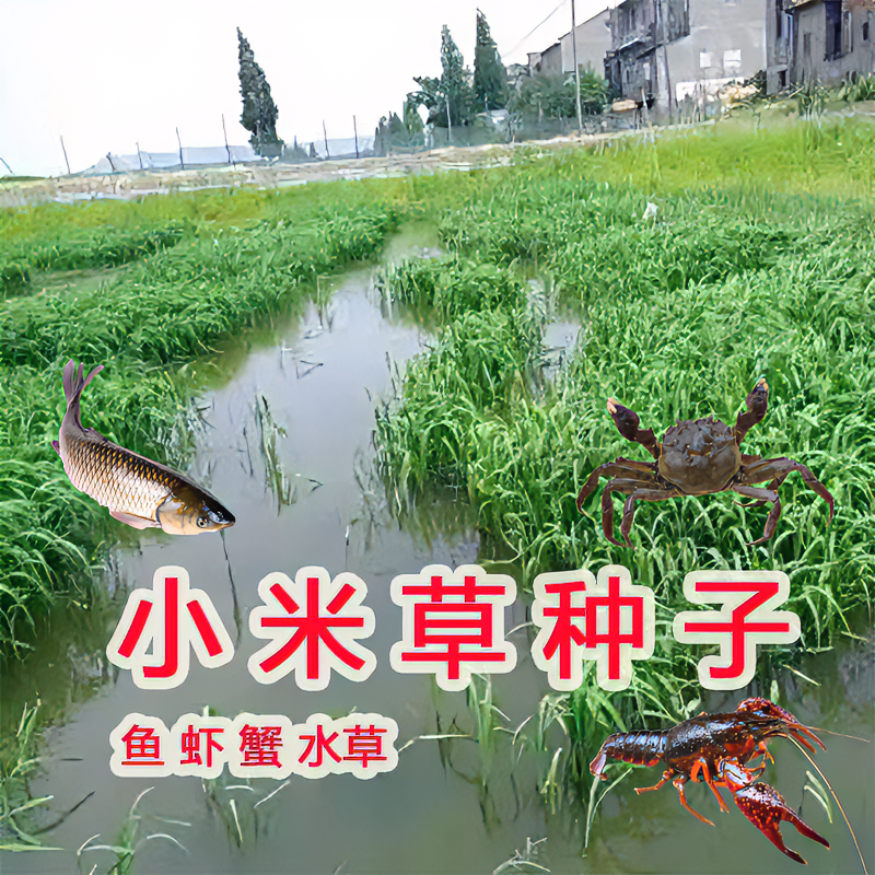 养殖鱼虾蟹 水草籽 鱼草种子 鱼草水里生长旱地播种 水陆两用草籽