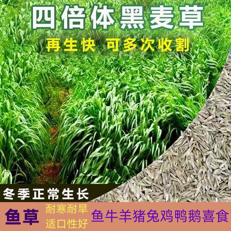 高产四倍体黑麦草种子鱼草籽耐寒耐旱四季牧草喂鱼牛羊等畜禽草籽