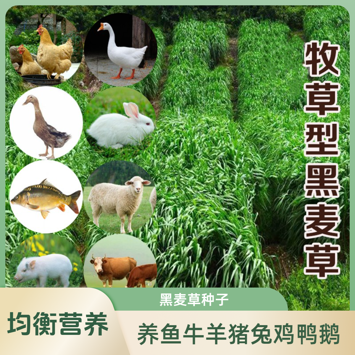 高产黑麦草种子 春秋播养鱼牛羊等畜禽黑麦草种营养丰富柔嫩多汁