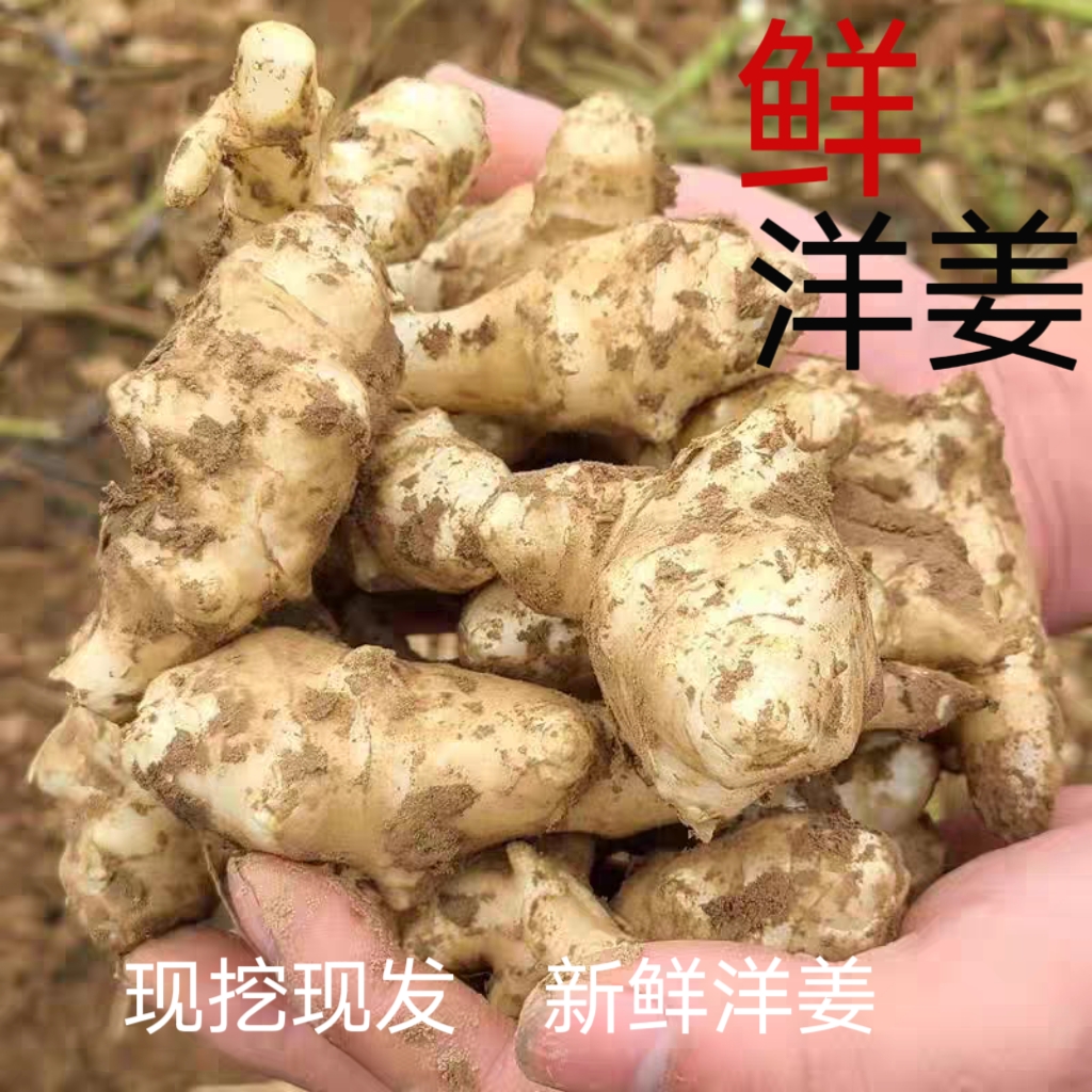 新鲜洋姜现挖9斤菊芋不辣野生鬼子姜种子生阳姜腌菜1斤5斤种植