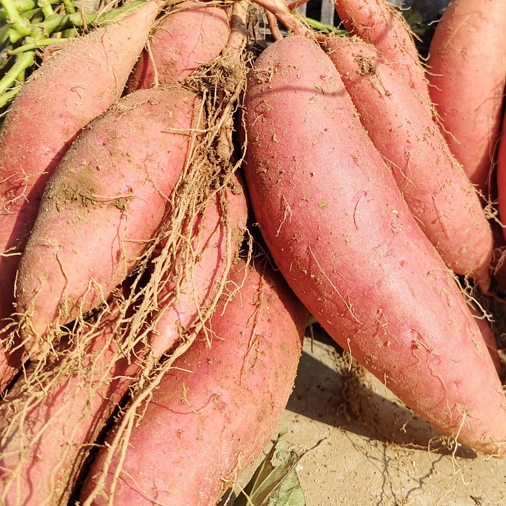 正宗沙地烟薯25地瓜