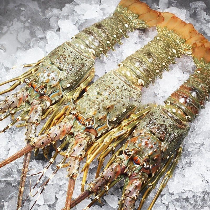 【三只装】东山岛活冻小青龙海鲜大青龙鲜嫩鲜活水产速冻澳龙大龙虾