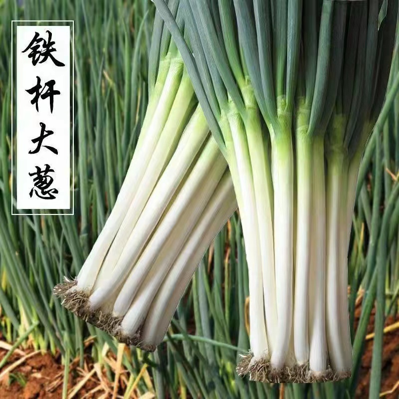 （拍2发3）铁杆大葱种子山东章丘生长春夏秋葱种籽葱苗蔬菜种孑移栽