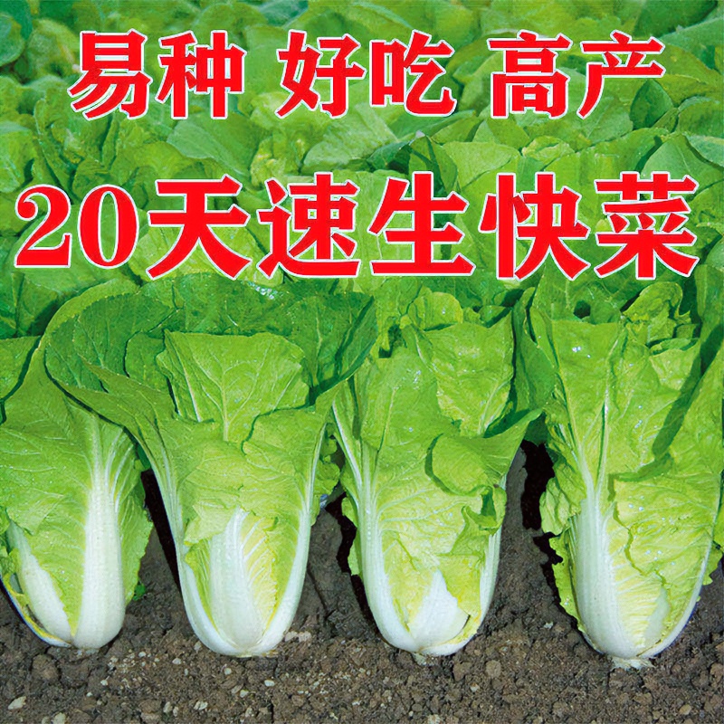 籽种奶油速生快菜种子有机奶油小白菜四季家庭种植速生蔬菜