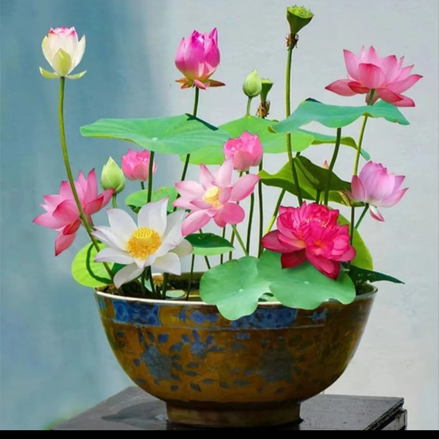 水培莲花种子莲花种水培植物四季种植易活室内盆栽好养荷花种子