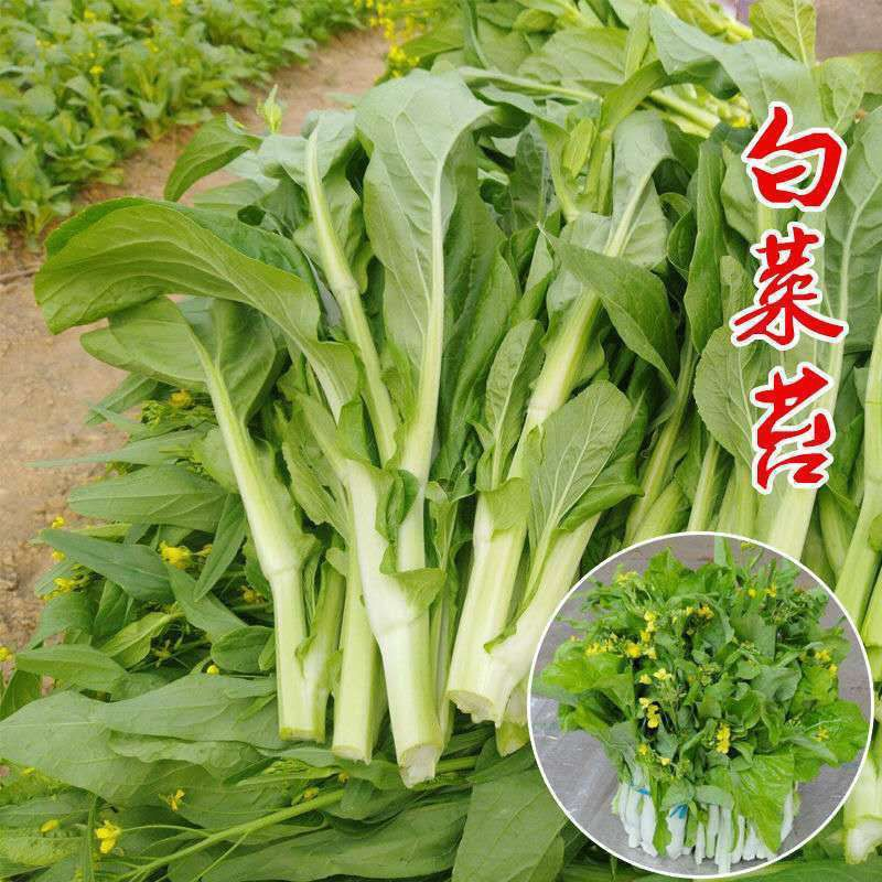 【白菜苔种子】菜种种籽苔菜四季菜心菜苔绿色蔬菜孑菜芯莱菜籽菜种