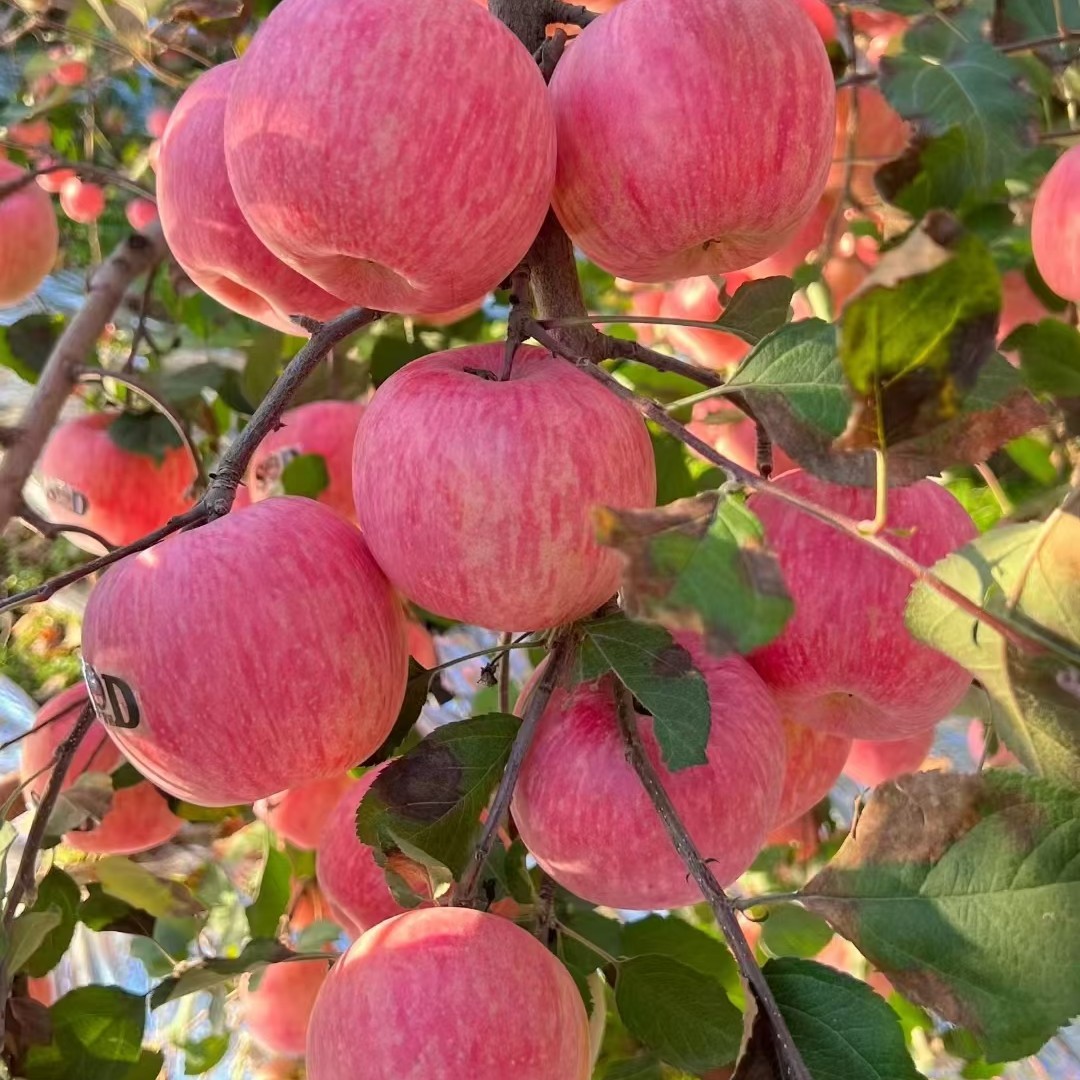 【正宗寺河山富硒条纹红富士】20斤家庭实惠装脆甜爽口产地直发新鲜