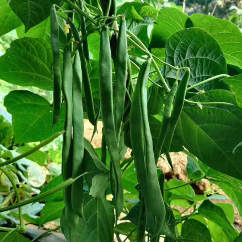 三扁早熟宽扁豆角种子大棚蔬菜豇豆芸豆种籽架豆菜豆播种夏季简单