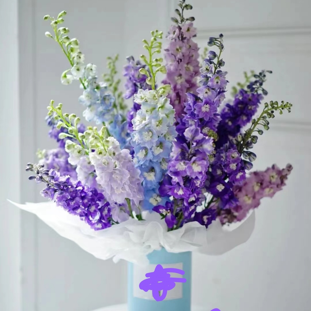 路兮小农民大花飞燕草北极光重瓣多年生耐寒耐热庭院楼顶花园阳台