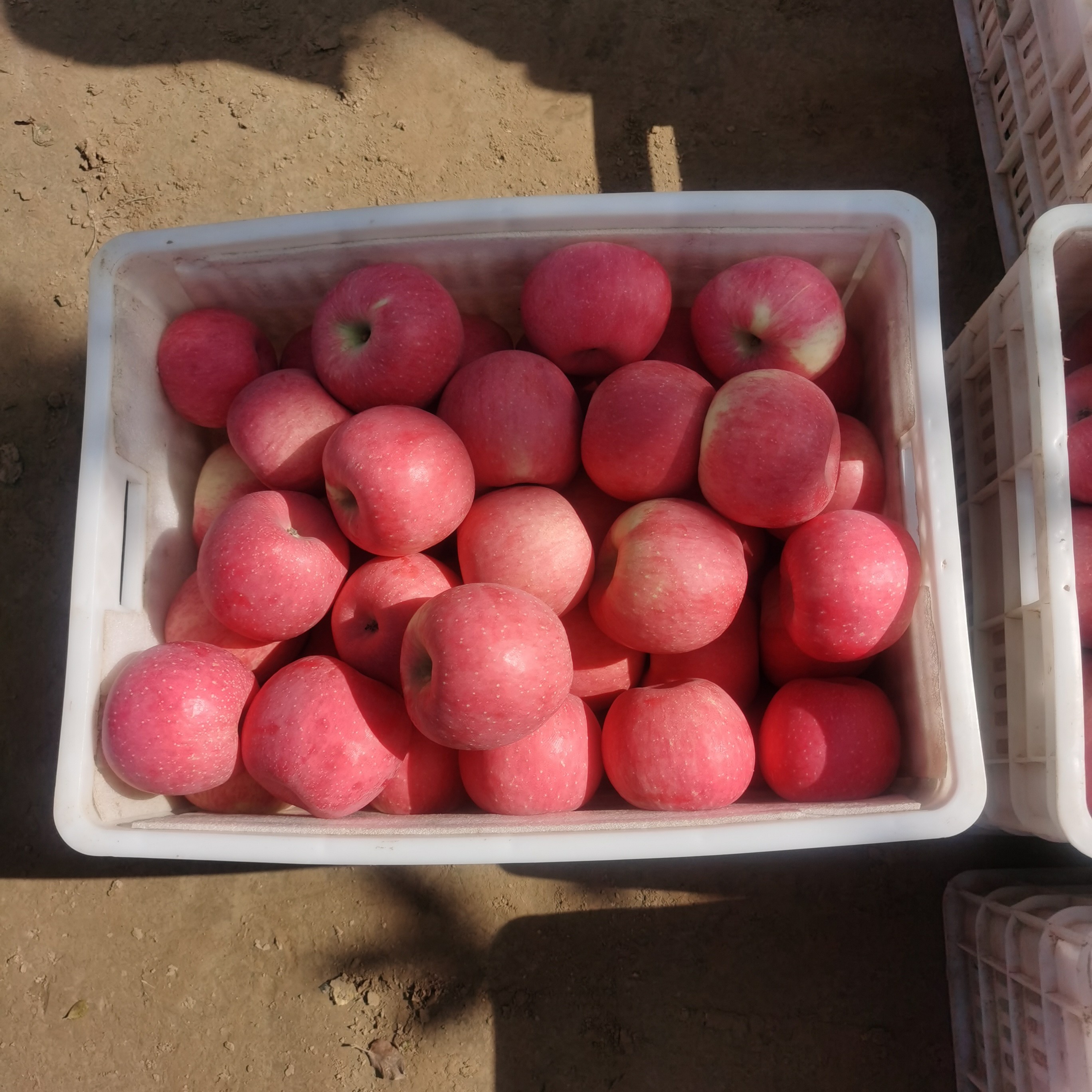 陕西延安红富士80-85净重10斤快递箱现摘现发产地直发