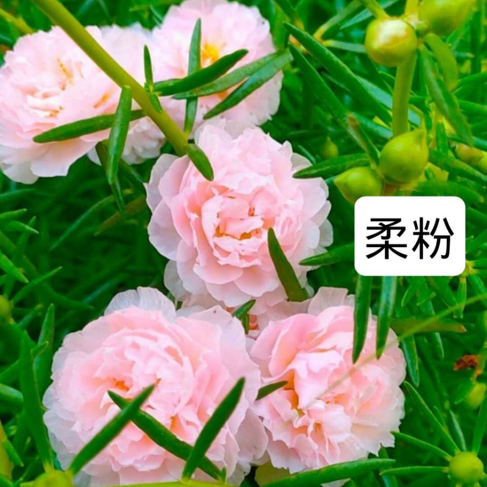 新品重瓣太阳花阳台盆栽花卉庭院盆景四季开花多年生经典粉色夏季