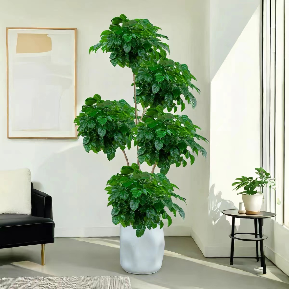 精品造型五层幸福树老桩绿宝盆栽大绿植办公室客厅净化甲醛空气