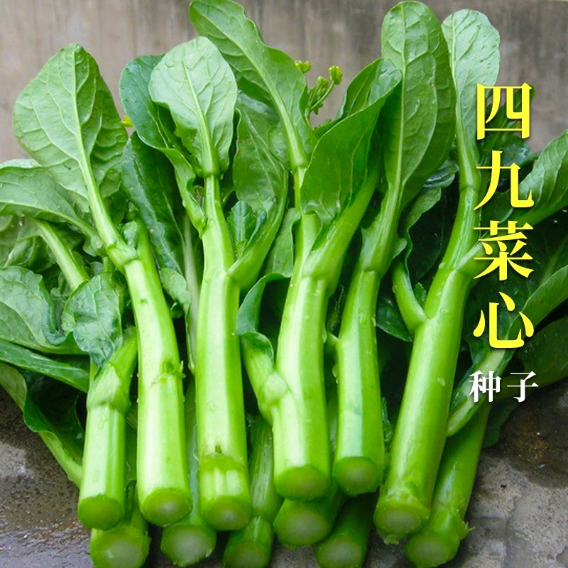 四九菜心种子甜菜心菜苔青菜籽高产四季春秋阳台盆栽蔬菜种植简单