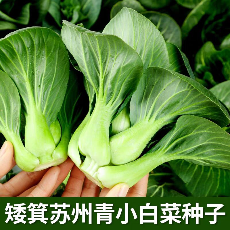 青梗菜苏州青上霜青菜上海青黑大头黑甜糯黑菜耐寒盆栽蔬种孑