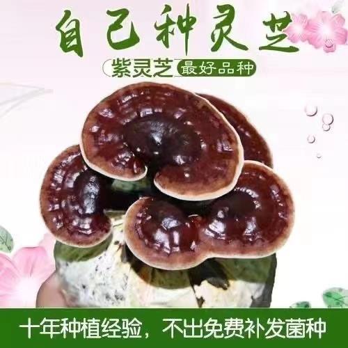 灵芝菌种菌包栽培种原种可食用室内阳台家庭紫灵芝盆栽蘑菇种植包