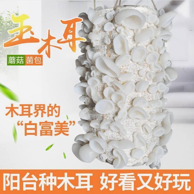 白玉木耳菌种可食用黑木耳蘑菇菌棒菌包家庭室内外盆栽蘑菇种植包