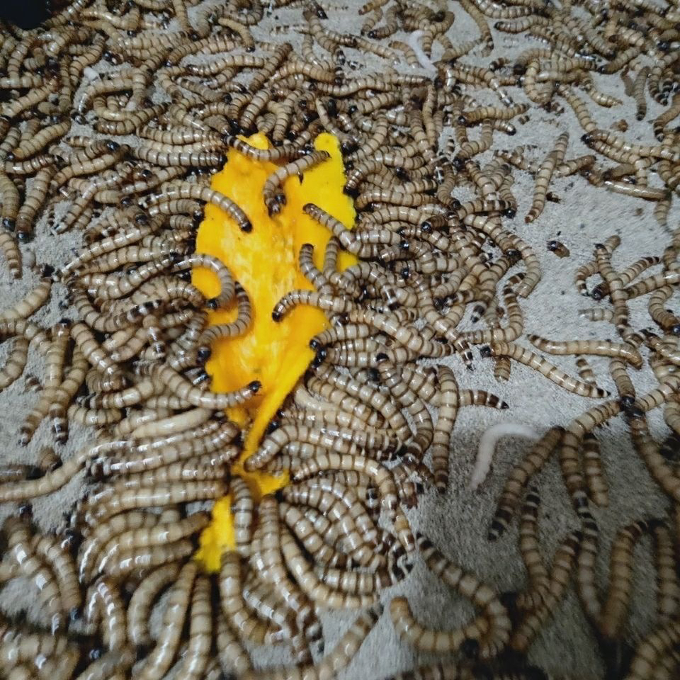 新鲜大麦虫全国包邮批发发货金龙鱼乌龟蜥蜴画眉仓鼠石蛙营养饲料