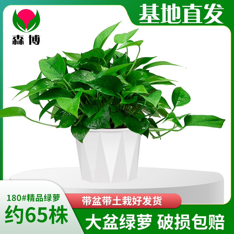 绿萝盆栽室内客厅绿植花卉家用净化空气绿箩植物室内吸除甲醛吊兰