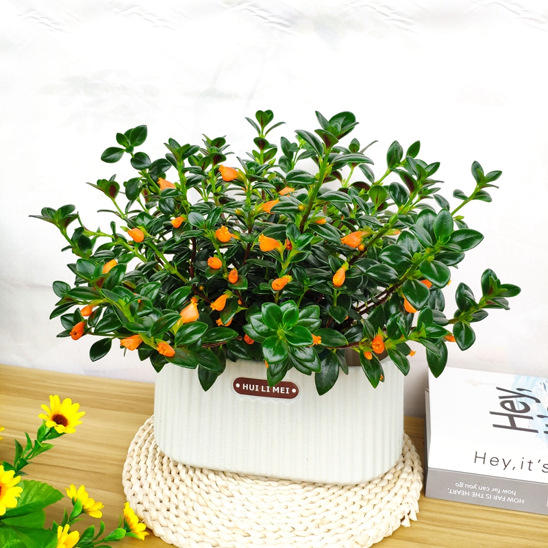 金鱼吊兰好养盆栽室内花卉多肉植物办公室吸甲醛花期超长金黄色花