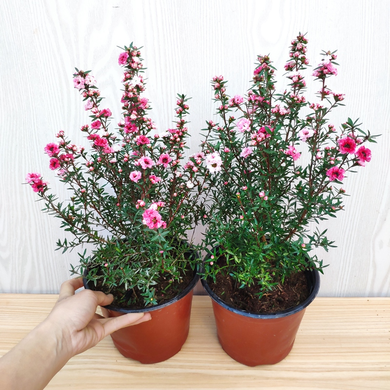 佰豪澳洲腊梅多色盆栽带花苞四季长青阳台花卉好养室内花期长精选