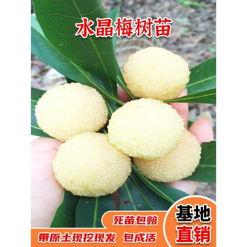 杨梅树苗 大果型白杨梅--水晶杨梅苗(白沙杨梅)果树苗木当年结果