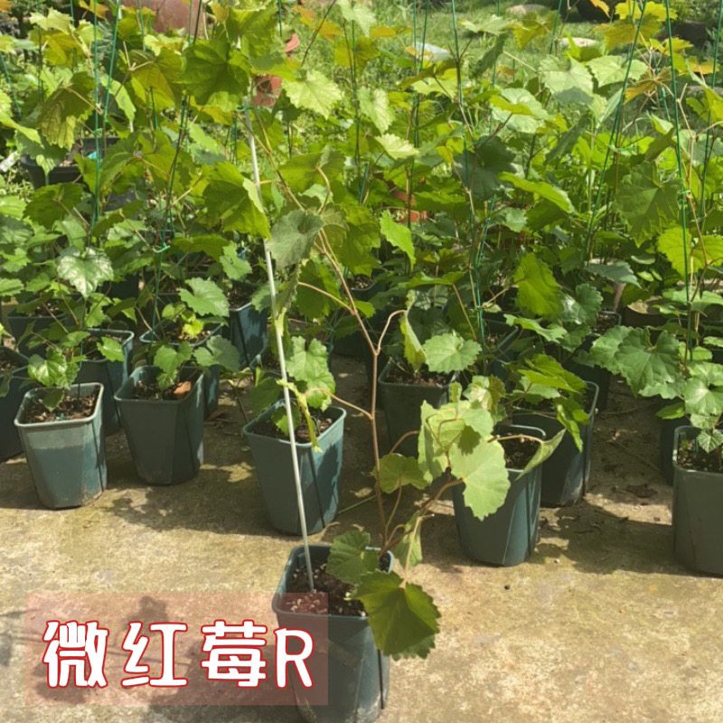 天然无籽微红梅欧麦马斯卡丁圆叶盆栽地栽阳台小院