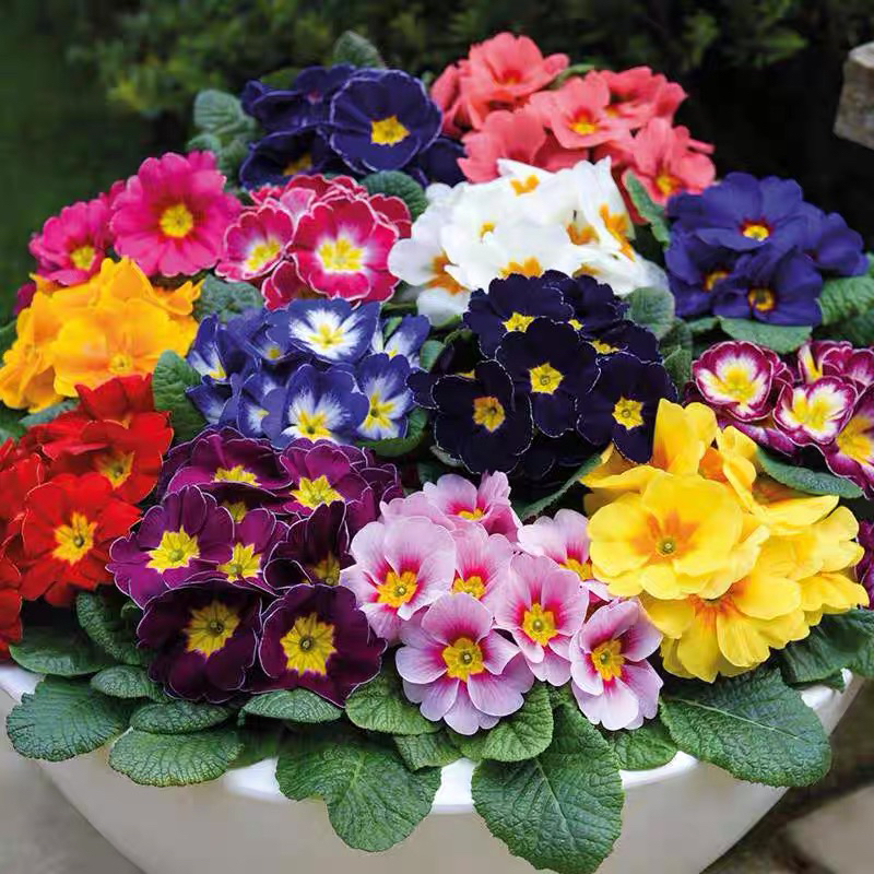 大花报春报春花七重楼樱草花晚景花花坛阳台