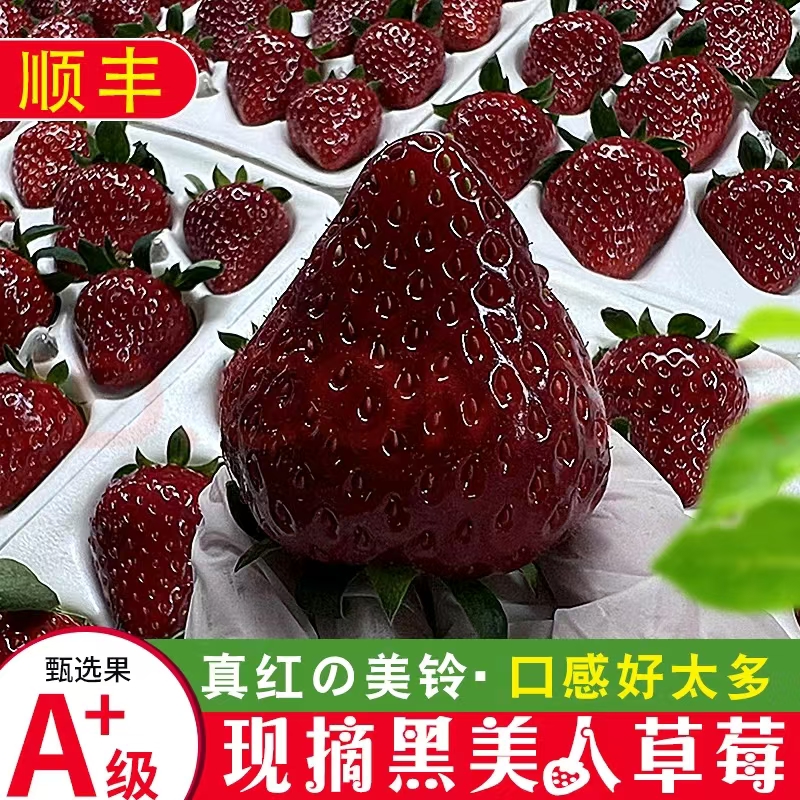 顺丰真红美玲现货黑珍珠草莓新鲜水果现摘孕妇应季送礼送女友