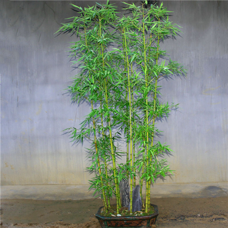 罗汉竹苗庭院景观竹子苗植物阳台盆栽室外花园四季常青户外观赏竹