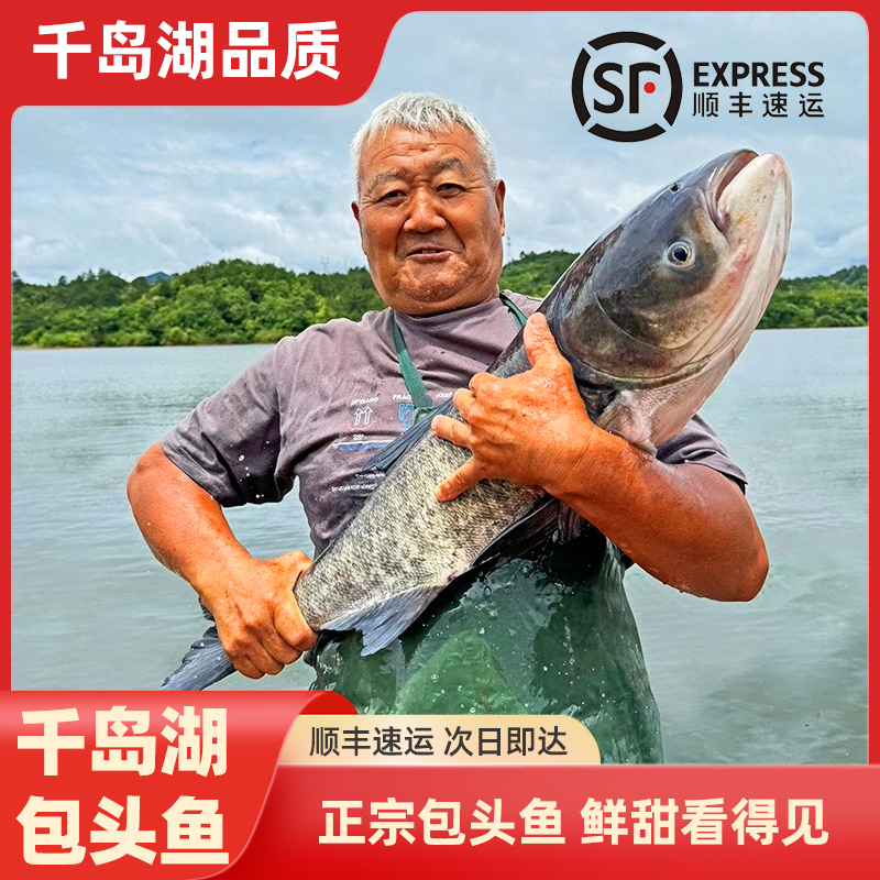 千岛湖正宗胖头鱼-鲜活花鲢新鲜顺丰发货包邮到家（千岛湖包头鱼