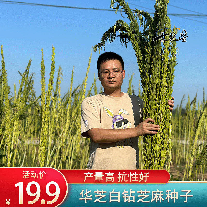 华芝白钻黑钻芝麻种子高产黑芝麻白芝麻种子抗病抗倒芝麻芝麻种子